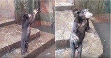 Vídeo chocante mostra ursos esqueléticos a implorar por comida em jardim zoológico