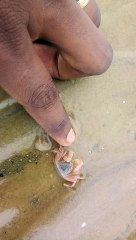 Trying To Catch A Baby Crab