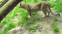 Persian leopard and North Chinese leopard