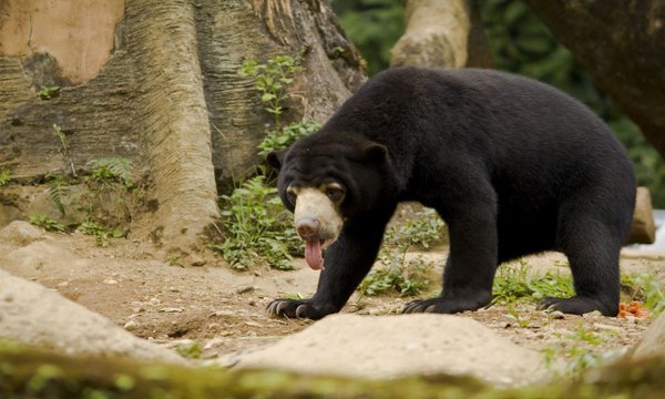 Sun Bear,Polar Bear and Sloth bear