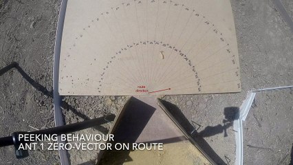 Ants have to peek to figure out where to go