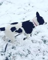Dog plays in the snow like a little kid