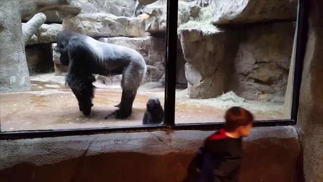 Un enfant et un bébé gorille passent un grand moment