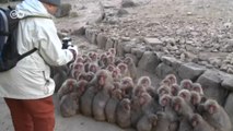 Macacos se agrupam contra o frio no Japão
