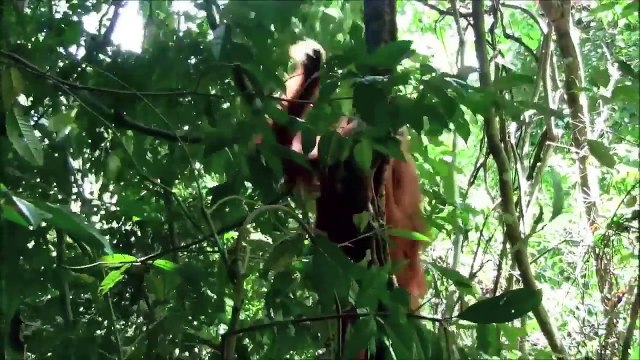 Sumatran orangutan (Pongo abelii) [Critically Endangered]