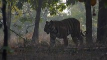 Royal Bengal Tiger (Panthera tigris tigris) [Endangered]