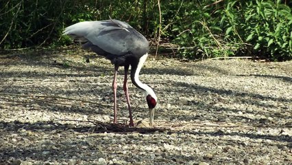 White naped Crane (Antigone vipio)