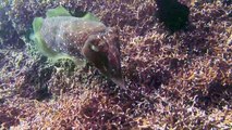 Broadclub Cuttlefish (Sepia latimanus)