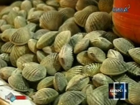 Saksi: Shellfish ban sa baybayin ng Alaminos, idineklara ng BFAR dahil sa red tide