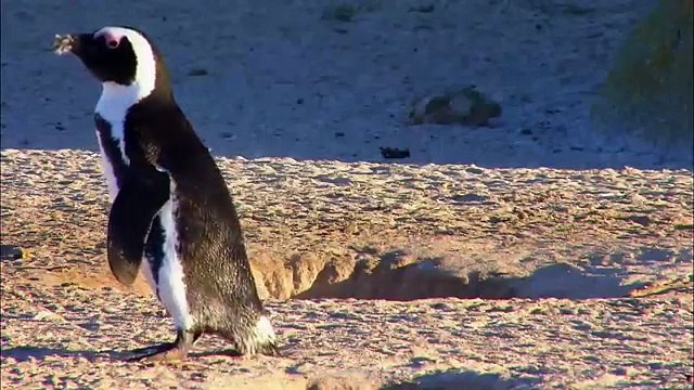 PENGUINS- Animals for children. Kids videos. Kindergarten - Preschool learning