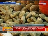 Panghuhuli at pagkain ng shellfish mula sa Alaminos, bawal muna dahil sa redtide