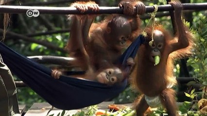 Primate species face extinction | DW News