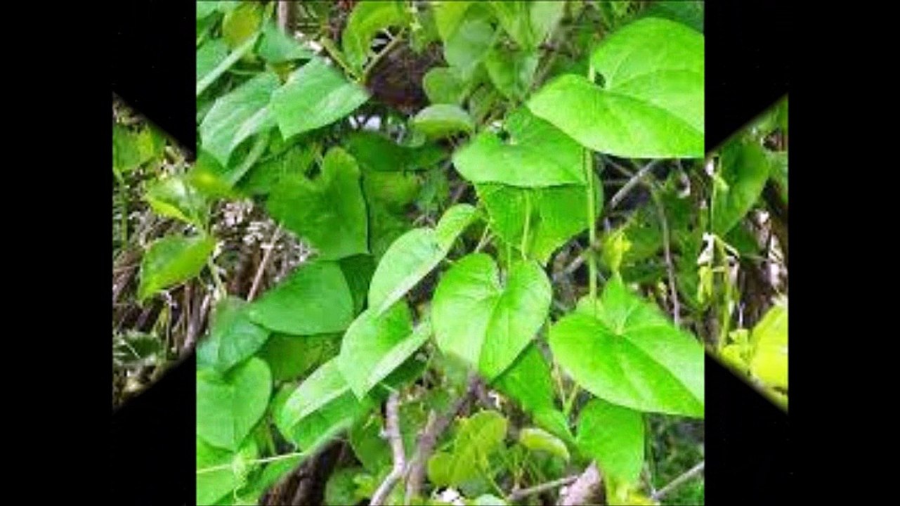 how to increase blood cell ??खून के सैल कैसे बडाहे ?giloy se elaj or giloy k benefit ?