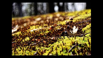 Unseen Beauty:  Photographs by Xiomáro along the New England Trail