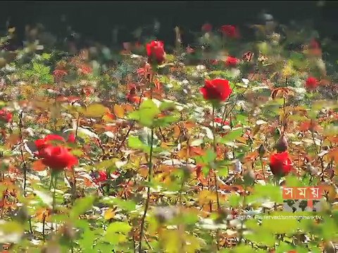 সাভারের সাদুল্যাপুরে জনপ্রিয় হয়ে উঠছে গোলাপ চাষ