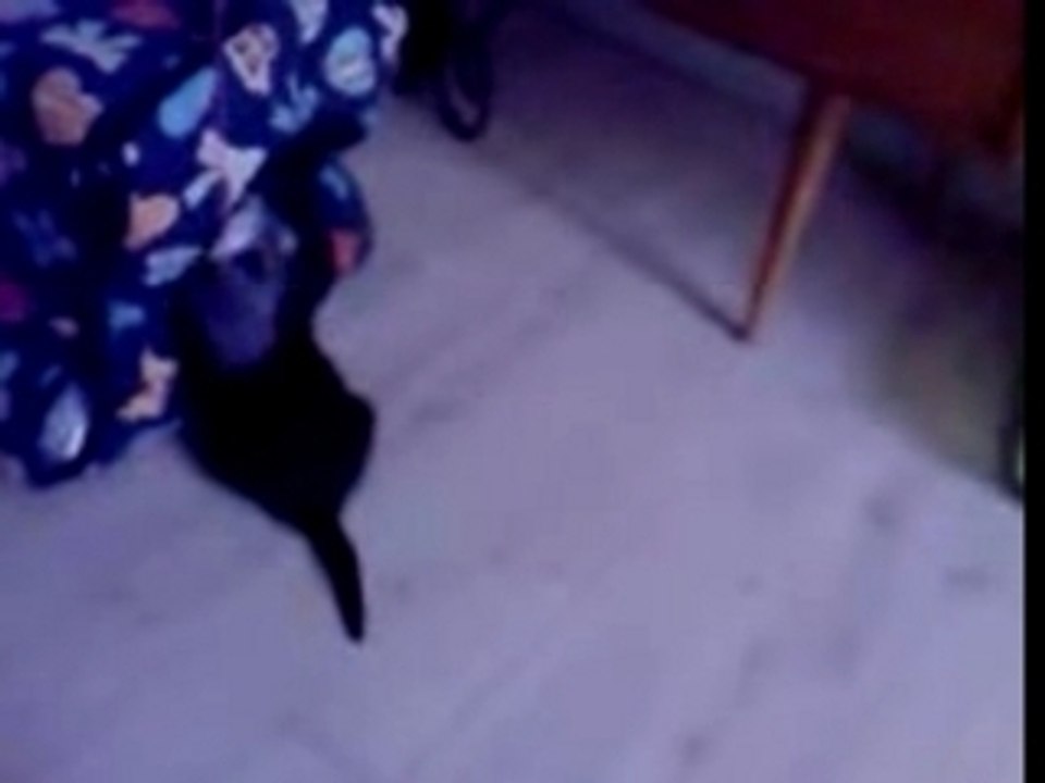 shanga et sa souris6