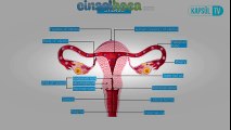 Kürtaj Yaptıran Biri Yeniden Hamile Kalabilir Mi? | www.cinselhoca.com
