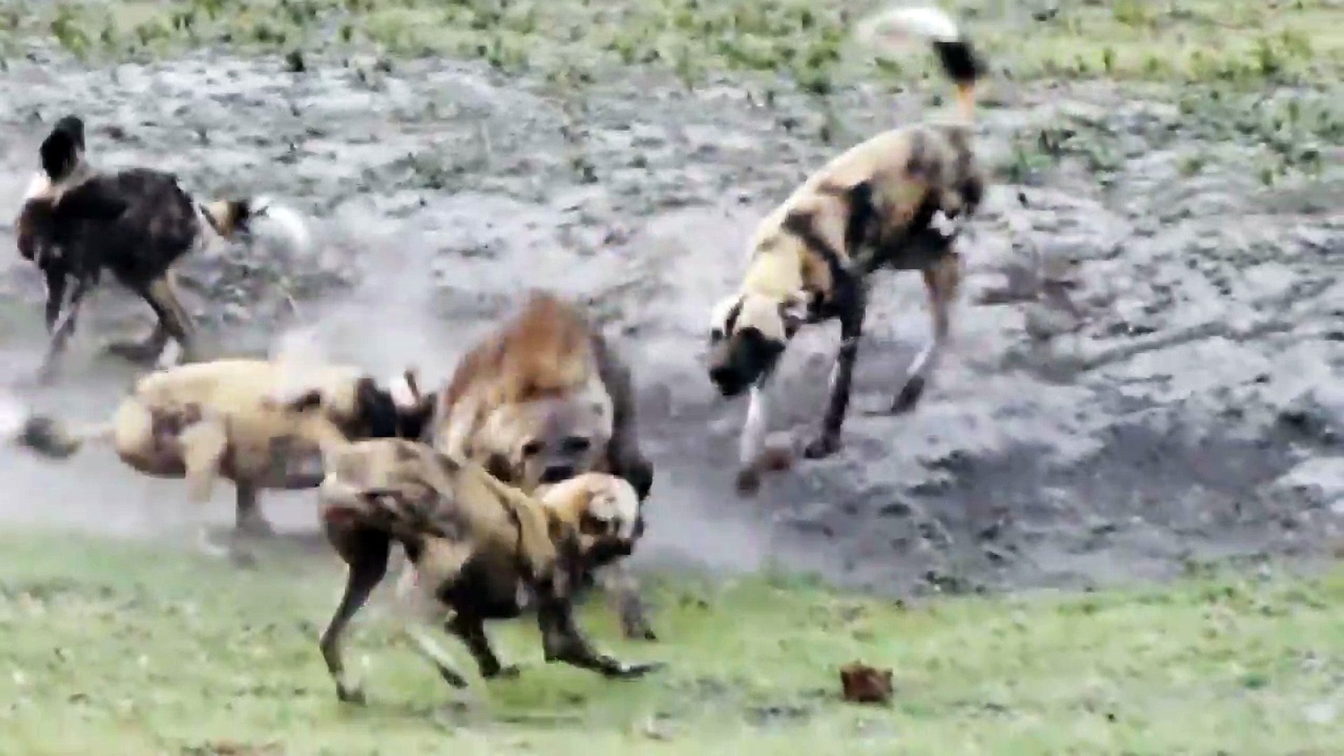 Brutal Killer׃ Wild Dogs Kill Hyena – Видео Dailymotion