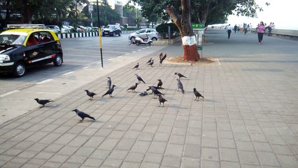 an upcoming trailor, bird eating bird