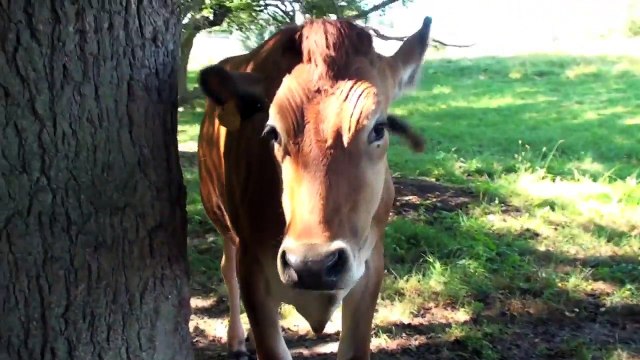 Барби и Кен идут в зоопарк, коровы милые животные, Уолт Дисней, Маттел игрушки кино удовольствие !