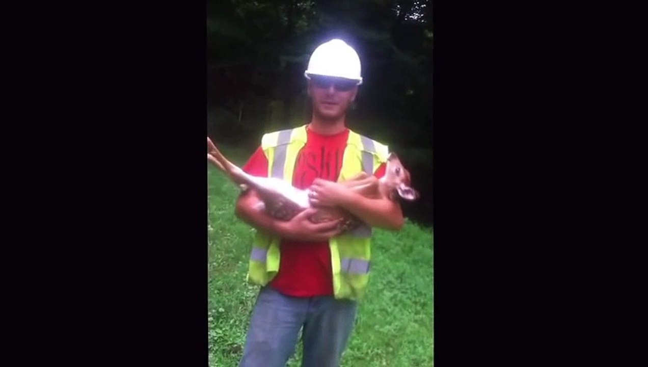 Ce bébé cerf ne veut plus quitter l'homme qui l'a sauvé