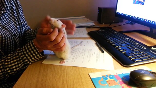 Un rat ça peut etre très mignon... Petit calin