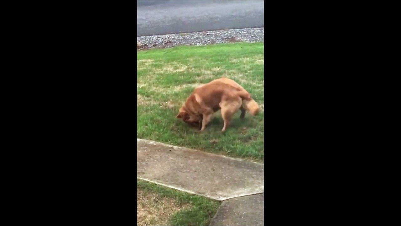 Chien pris en flag : "Si je me couche sur le trou elle le verra pas, non?"