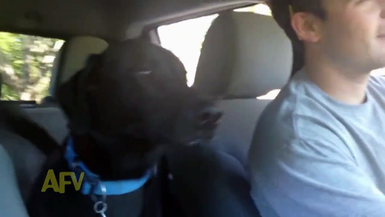 Regardez la réaction du chien quand on lui demande si il veut aller au parc