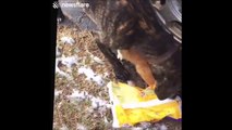 Ce chien aide un chat qui a la tête coincé dans un sac plastique