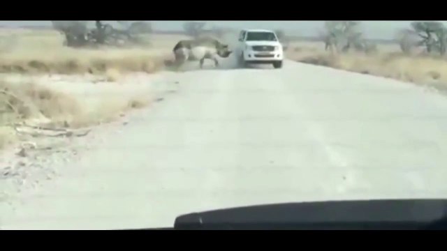Safari qui tourne mal, un rhinocéros fonce dans un 4x4