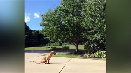 Télécharger la video: Son chien marque des paniers et fait des trickshots en basket-ball!