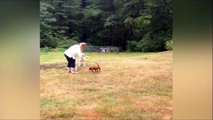 Quand un de tes chiens à un problème d'orientation... Ahaha