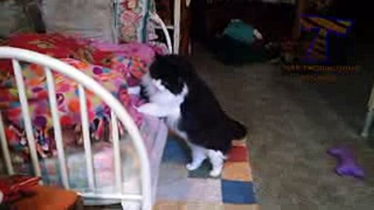 Best Funny cat video compilations