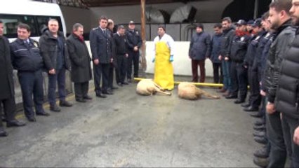 Beşiktaş Şehitleri Için Kurban Kesildi