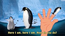 Penguin Finger Family Sea Animale | Pinguin Pingu Madagascar Penguin Pororo 뽀로로 Daddy Finger