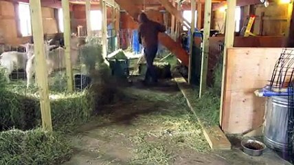 Ce fermier qui danse sur du Sia fait le buzz