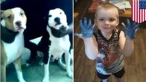 Pit bull attack: Owner charged after pit bulls maul young boy to death