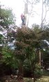 Tree services Topping long island Nassau County Tree removal