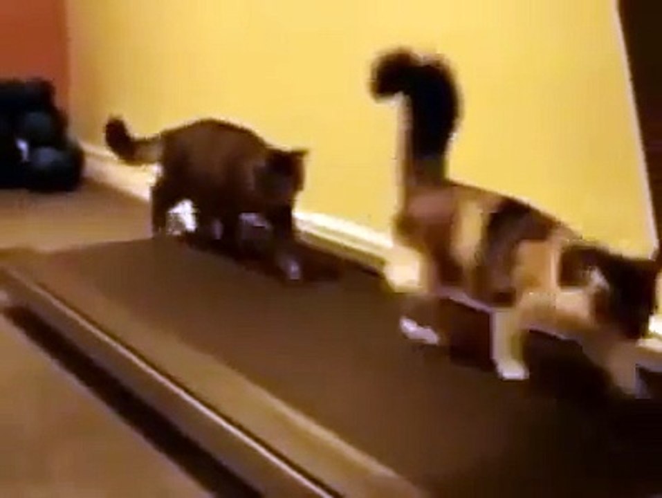 Cats on the Treadmill!