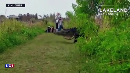 Dans cette réserve naturelle, un alligator de 360 kilos surprend tous les visiteurs