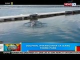 BP: Dolphin, ipinanganak sa isang theme park sa Subic, Zambales
