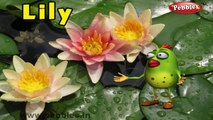 Lily Rhyme | 3D Nursery Rhymes With Lyrics For Kids | Flower Rhymes | 3D Rhymes Animation