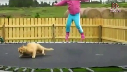 Лучшие Coub  Коты | Top Coub  Cats