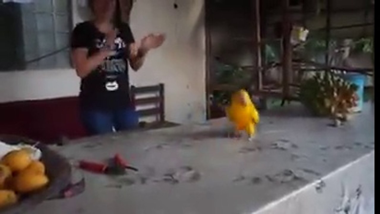 papağan dansı