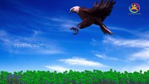 Eagle Finger Family Nursery Children English Animated 3d Animals animated rhymes