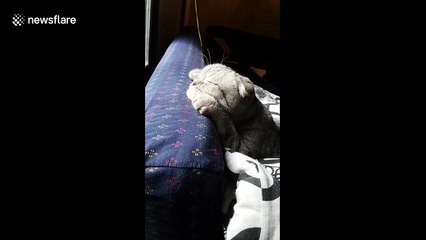 Cat lazes in the winter sun