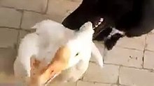 Attaqué par une oie, son chien essaie de le défendre de toutes ses forces !