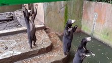 Cette vidéo d'ours affamés en captivité dans un zoo indonésien a suscité l'indignation