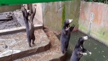 Cette vidéo d'ours affamés en captivité dans un zoo indonésien a suscité l'indignation