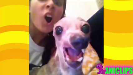 WhatsApp BEST FUNNY VIRAL Videos of 2016 - Try not to grin or Laugh   FunnyHD